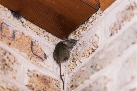 can mice climb sheet metal|can mice crawl up walls.